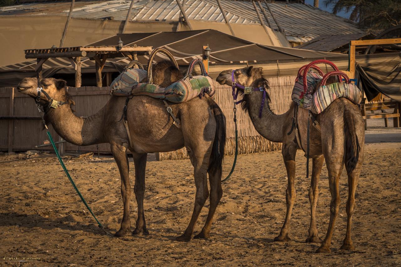 Desert Picture Arad Zewnętrze zdjęcie