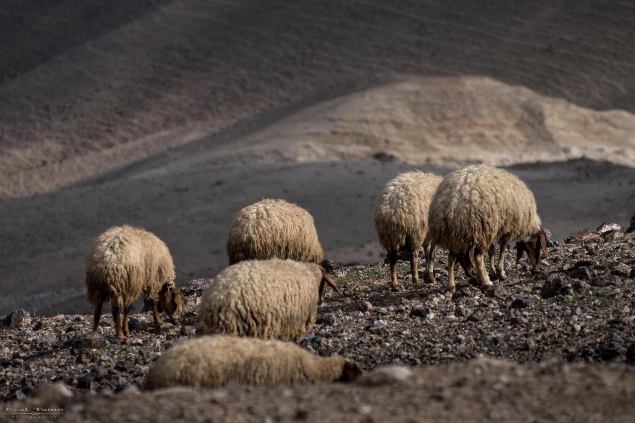 Desert Picture Arad Zewnętrze zdjęcie
